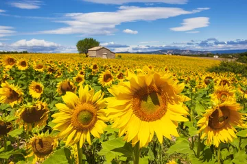 Rolgordijnen Beautiful landscape with sunflower field © Frédéric Prochasson