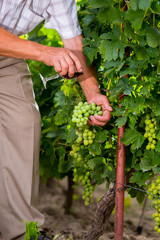 Senior winemaker in vineyard before harvest