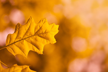 Naklejka na ściany i meble leaf of a tree in autumn