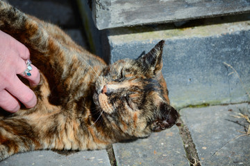 Tortoiseshell cat being stroked