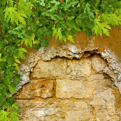 Bright green foliage on a background of ruined stone wall