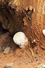 Fresh mushrooms in the nature