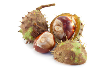 chestnuts isolated