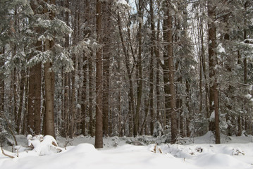 winter forest