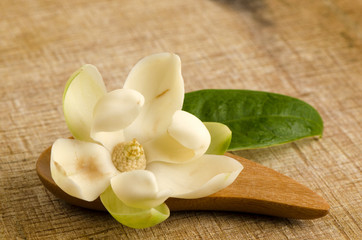 Magnolia coco plants in Thailand on a background of old wood