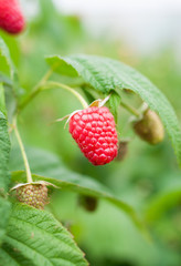 single raspberry