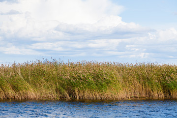 Reeds
