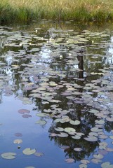 water lily leaves on a lake