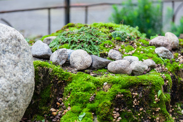 Stones and moss