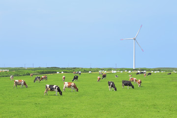 牧場と風力発電