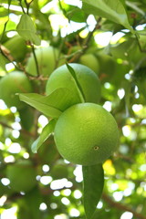 green orange on tree