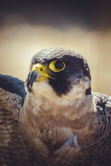 peregrine falcon with open wings , bird of high speed