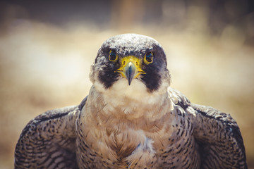 peregrine falcon with open wings , bird of high speed