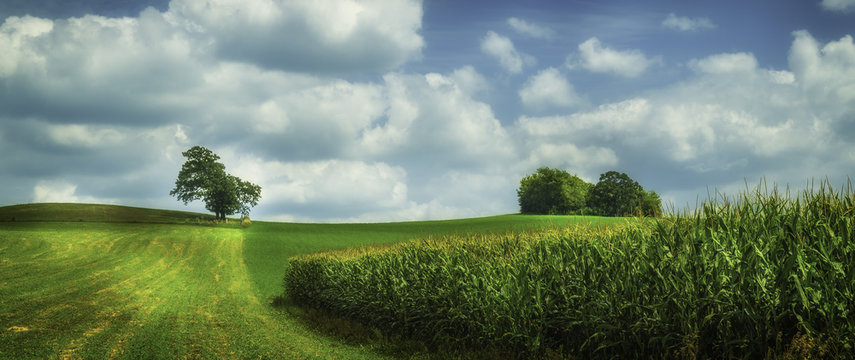 Summer Field