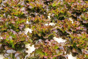 Red Oak salad