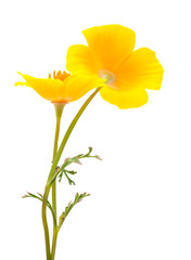 Fototapeta premium Californian poppy