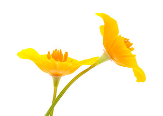 Californian poppy