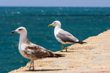 Seagulls
