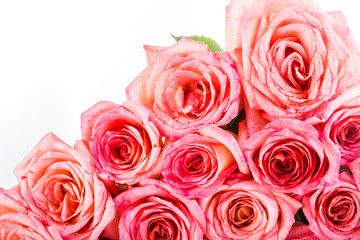 group of rose isolated on white background