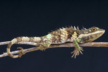 Pygmy lizard / Cophotis ceylanica