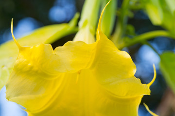 Angel's Trumpet - Datura flower.