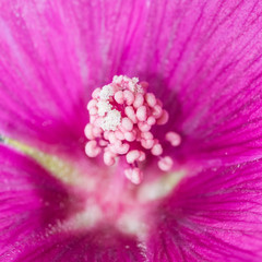Lavatera Detail