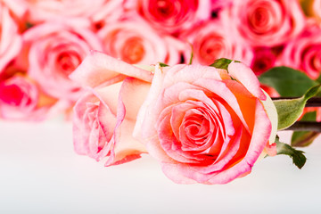 group of rose isolated on white background