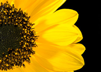 Sunflower Half