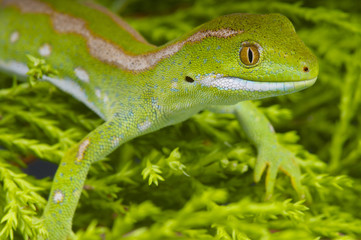Northland green gecko / Naultinus grayi