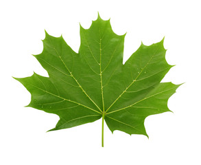 Green maple leaf isolated on white background