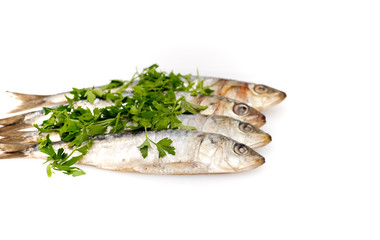 Fresh sardines with parsley leaves