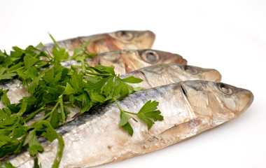 Fresh sardines with parsley leaves
