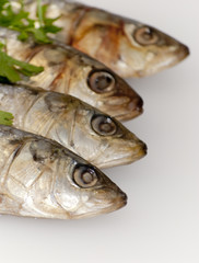 Fresh sardines with parsley leaves