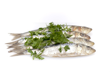 Fresh sardines with parsley leaves