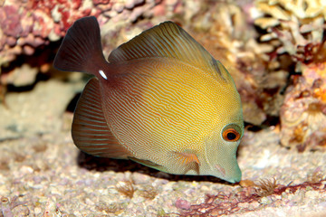 Brown tang (Zebrasoma scopas) marine tropical fish