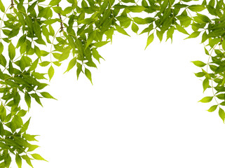 Obraz premium Branch with green leaves isolated on white background