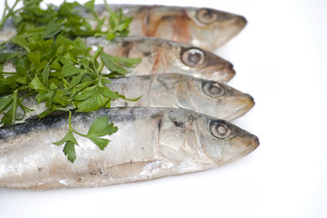 Fresh sardines with parsley leaves
