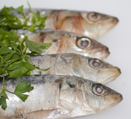 Fresh sardines with parsley leaves
