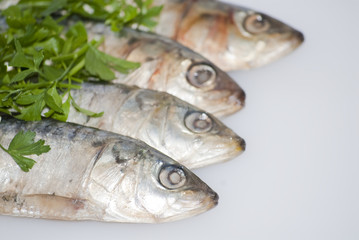 Fresh sardines with parsley leaves