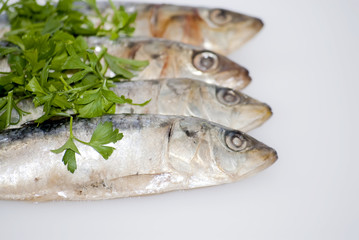 Fresh sardines with parsley leaves