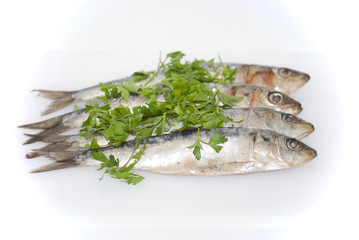Fresh sardines with parsley leaves