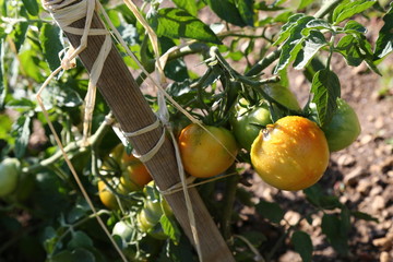 Tomatoes with yellow-pink cheeks hanging on the bush