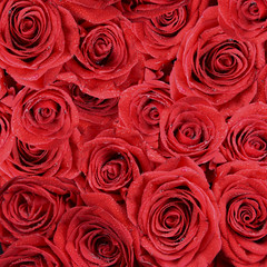 Beautiful red roses background