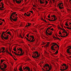 Beautiful red roses background