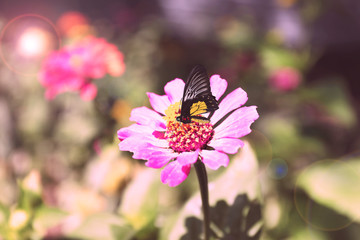 Beautiful flower with butterfly in garden