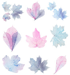 Transparent leaves isolated on white
