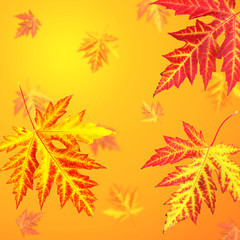 Naklejka na ściany i meble Vivid autumn leaves