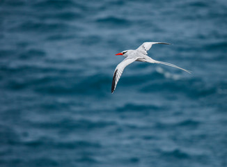 red-billed tropicbird