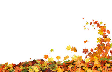 Autumn falling leaves on white background