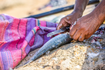 Closeup to fisher's hands cleaning the fresh fish